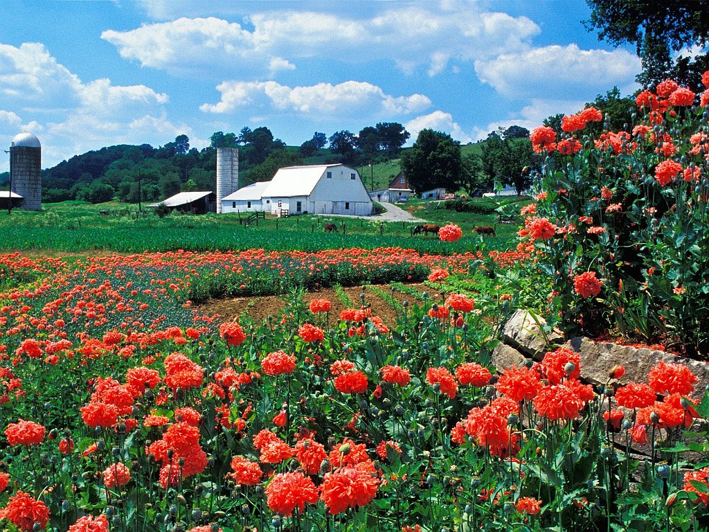 Farm and Poppies, Bardstown, Kentucky